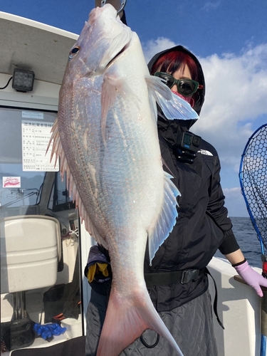 マダイの釣果