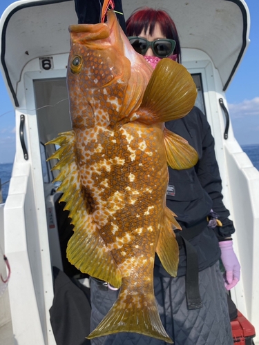 キジハタの釣果