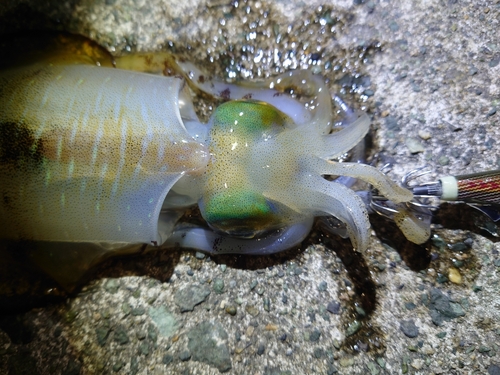 アオリイカの釣果