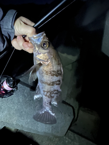 メバルの釣果