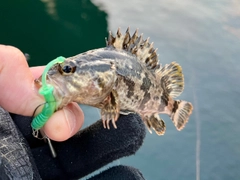 タケノコメバルの釣果