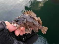 ムラソイの釣果