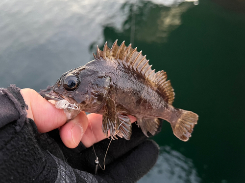 ムラソイの釣果