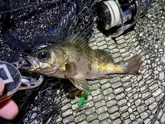 メバルの釣果