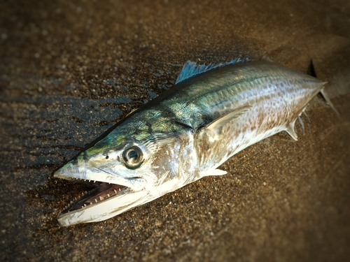 サワラの釣果