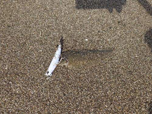 シタビラメの釣果