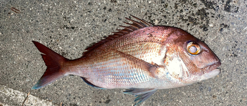 タイの釣果