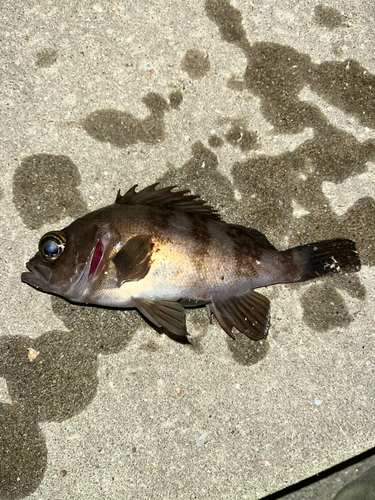 メバルの釣果