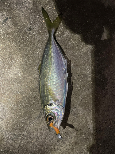 クロメバルの釣果