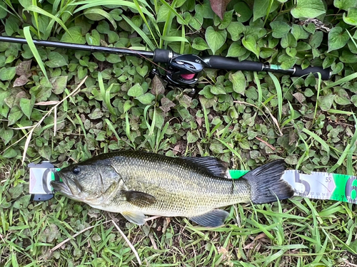 ブラックバスの釣果