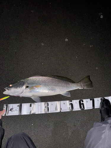 オオニベの釣果