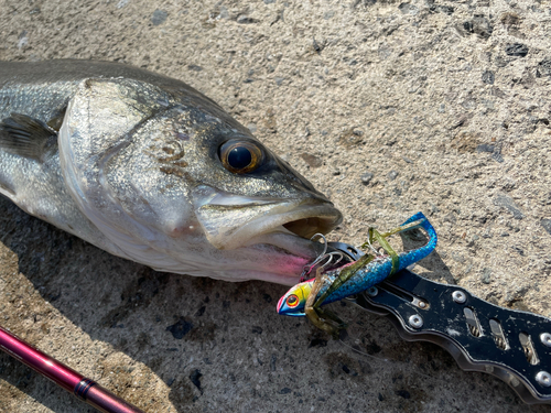 シーバスの釣果