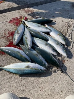 ヤズの釣果