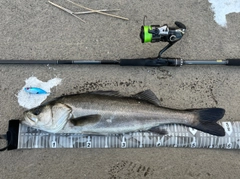 シーバスの釣果