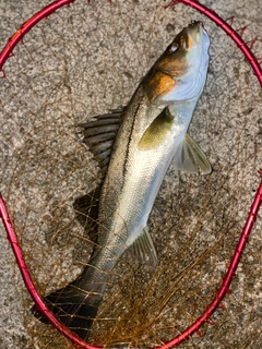 フッコ（マルスズキ）の釣果