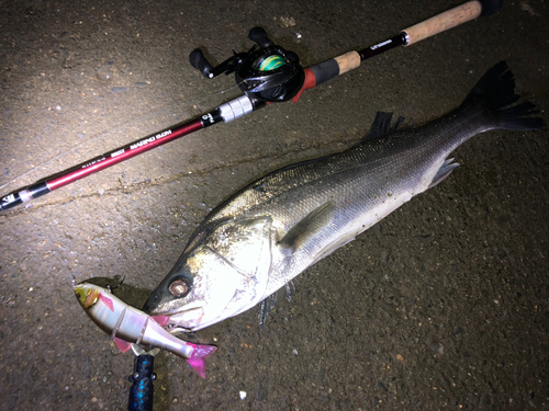 シーバスの釣果