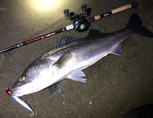 シーバスの釣果