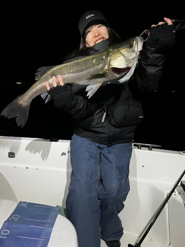 シーバスの釣果