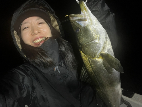 シーバスの釣果