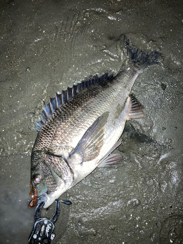 クロダイの釣果