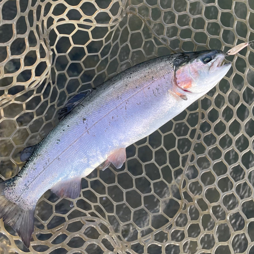 ニジマスの釣果