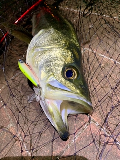 フッコ（マルスズキ）の釣果