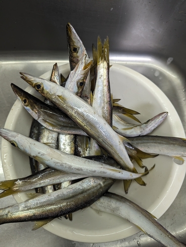 カマスの釣果