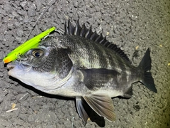 クロダイの釣果