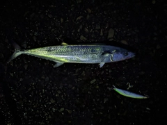 サワラの釣果
