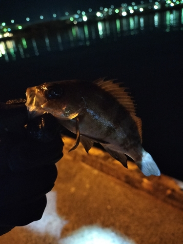 メバルの釣果