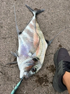 イトヒキアジの釣果