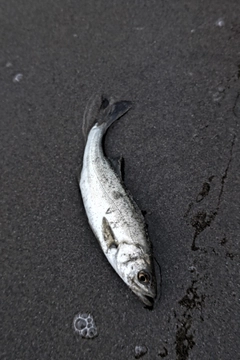 スズキの釣果