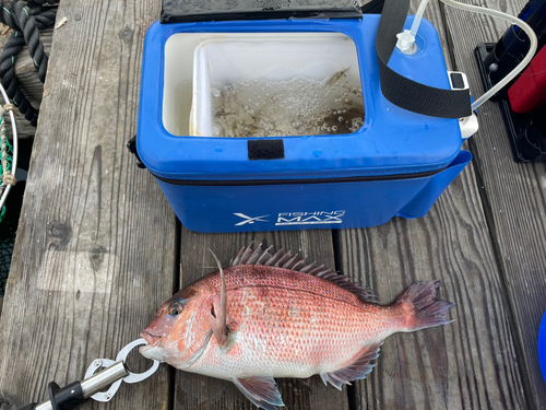 マダイの釣果