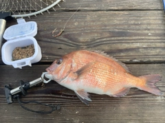 マダイの釣果