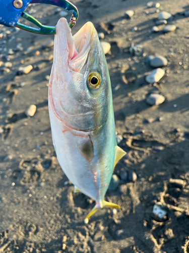 イナダの釣果