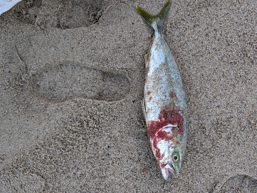 ハマチの釣果