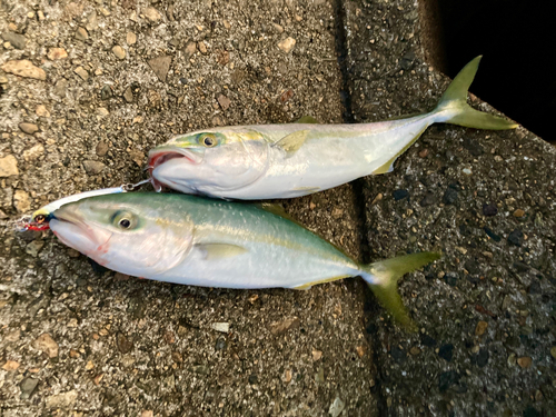 ツバイソの釣果