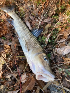 ニゴイの釣果