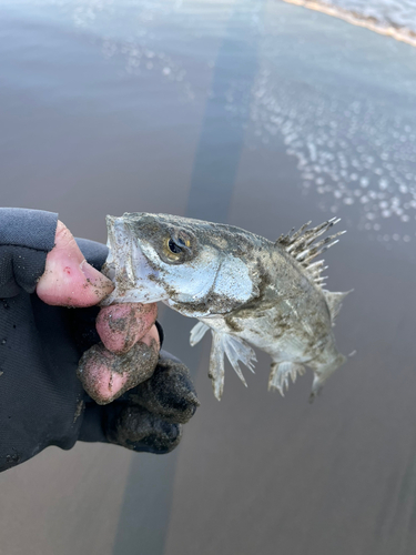 フッコ（マルスズキ）の釣果