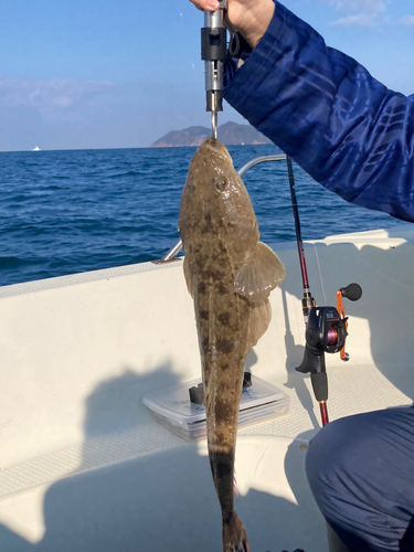 コチの釣果