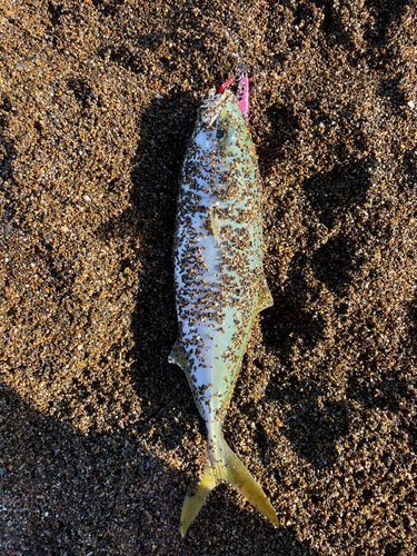 ワカシの釣果