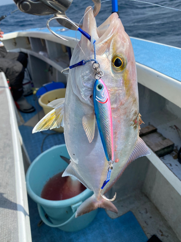 シオの釣果