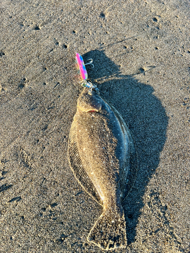 ヒラメの釣果