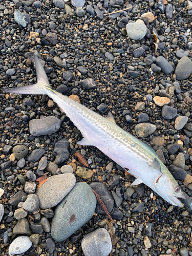 サゴシの釣果