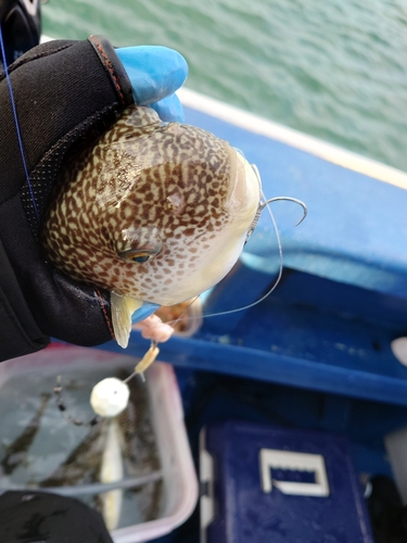 ショウサイフグの釣果