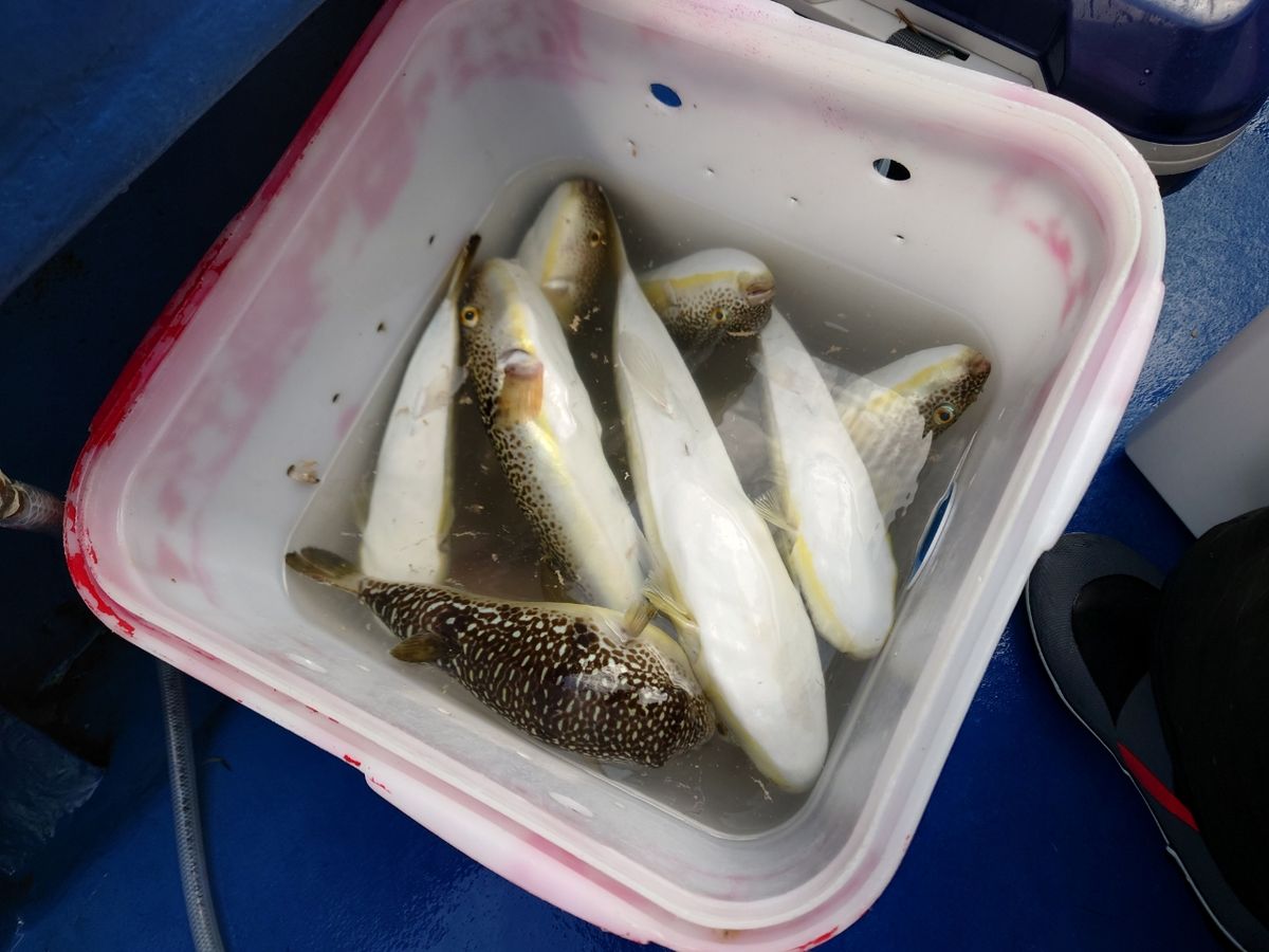 はくさい🎣🐟さんの釣果 2枚目の画像