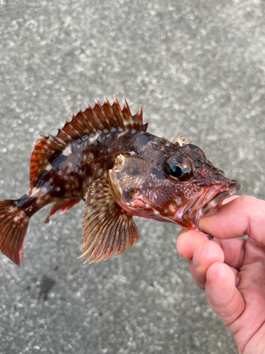 カサゴの釣果