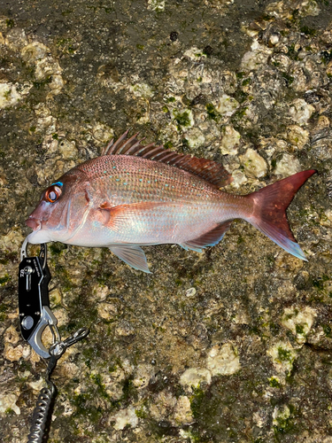 タイの釣果