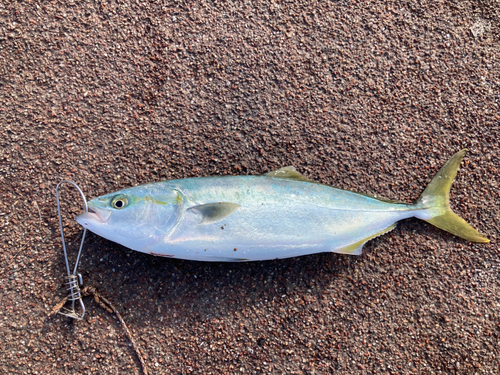 ハマチの釣果