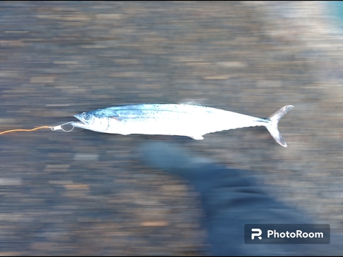 サゴシの釣果